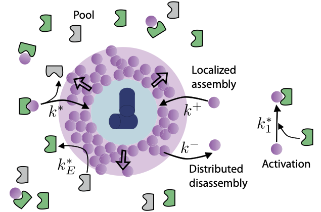 Banerjee DS and Banerjee S eLife 2025