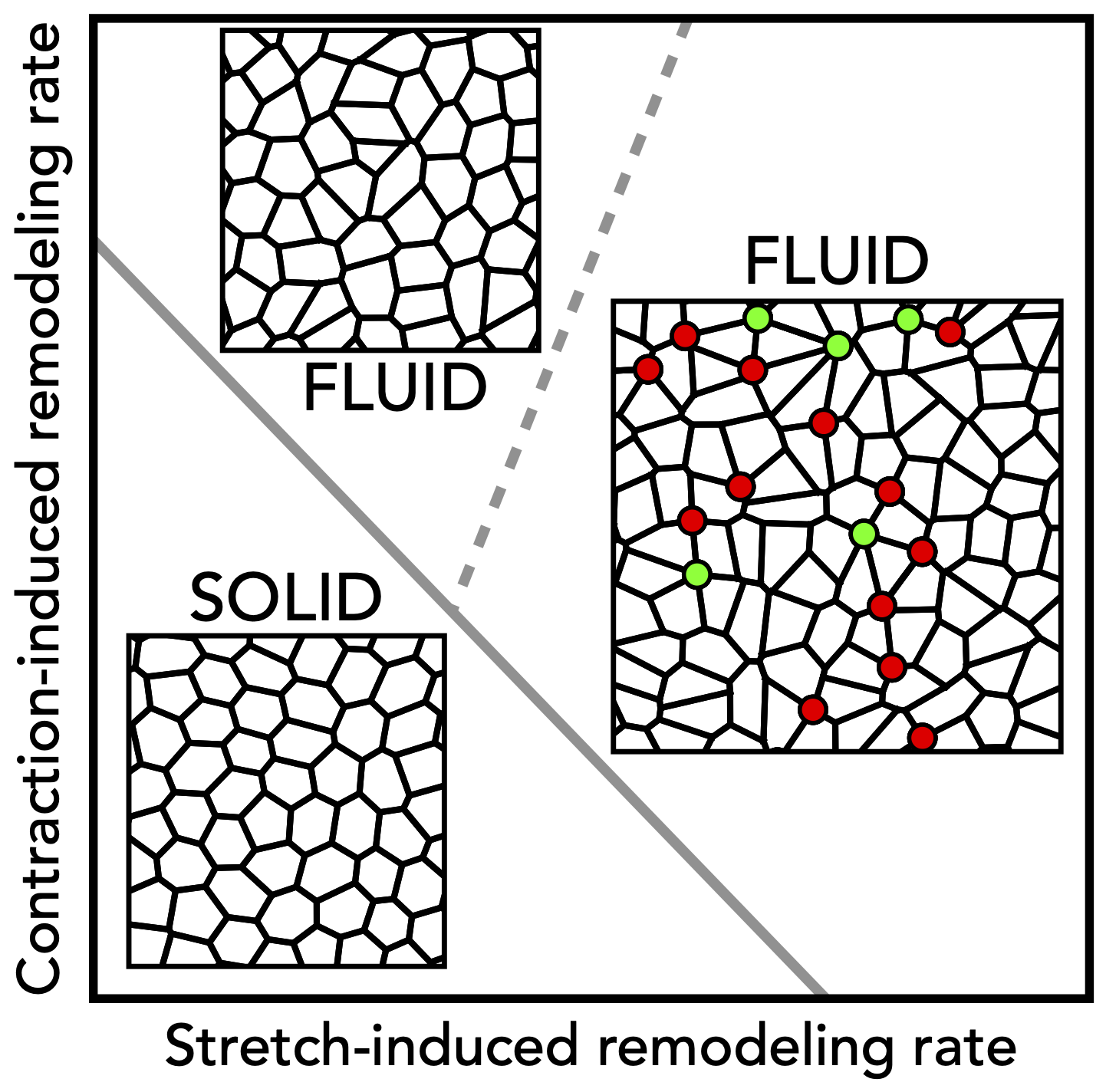 Tissue phase transition solid to fluid
