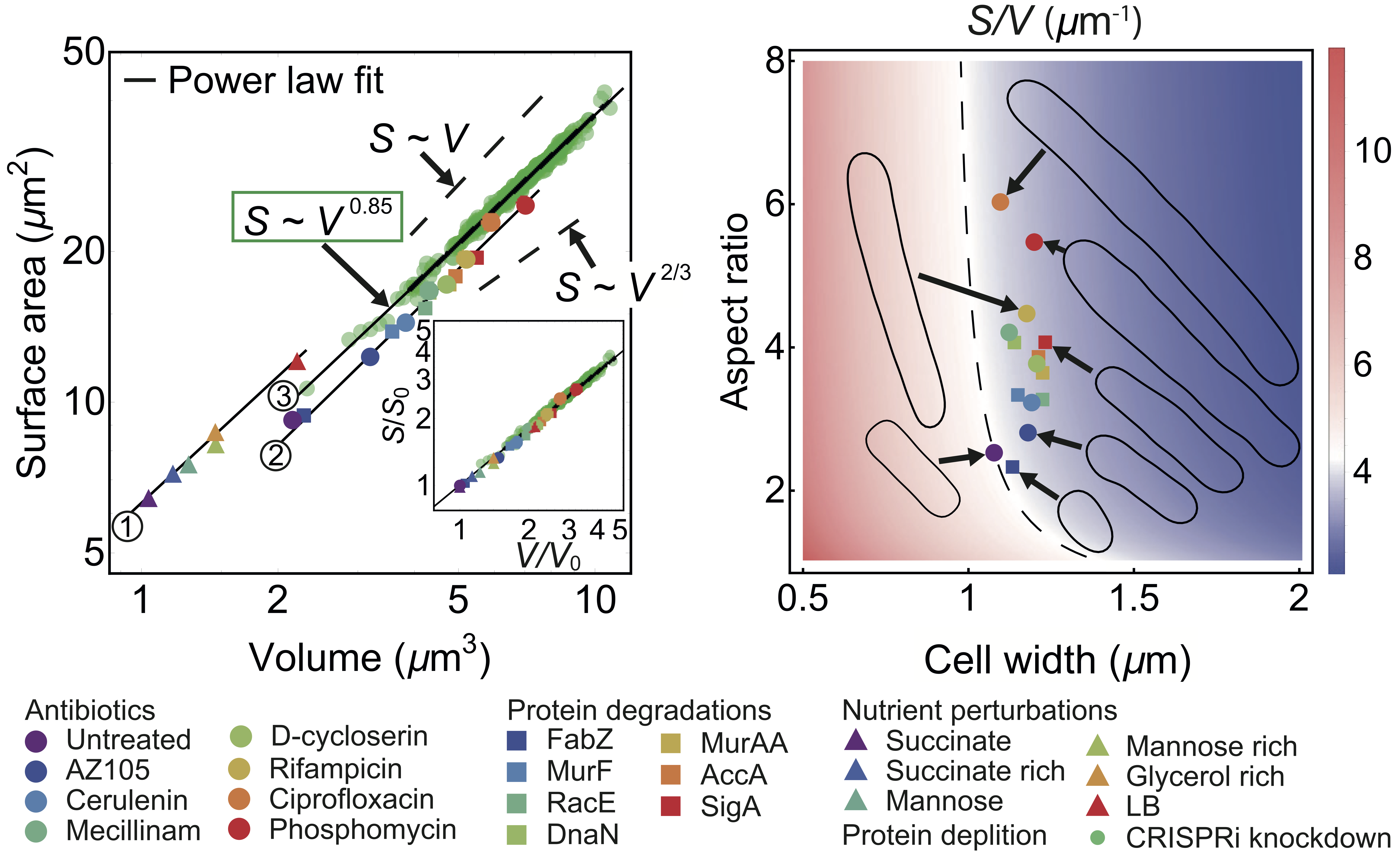Surface to volume scaling in bacteria