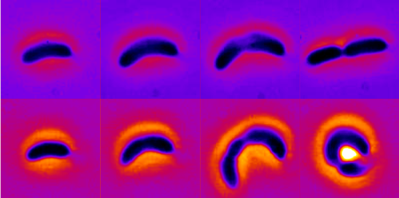 Caulobacter cytokinesis dynamics