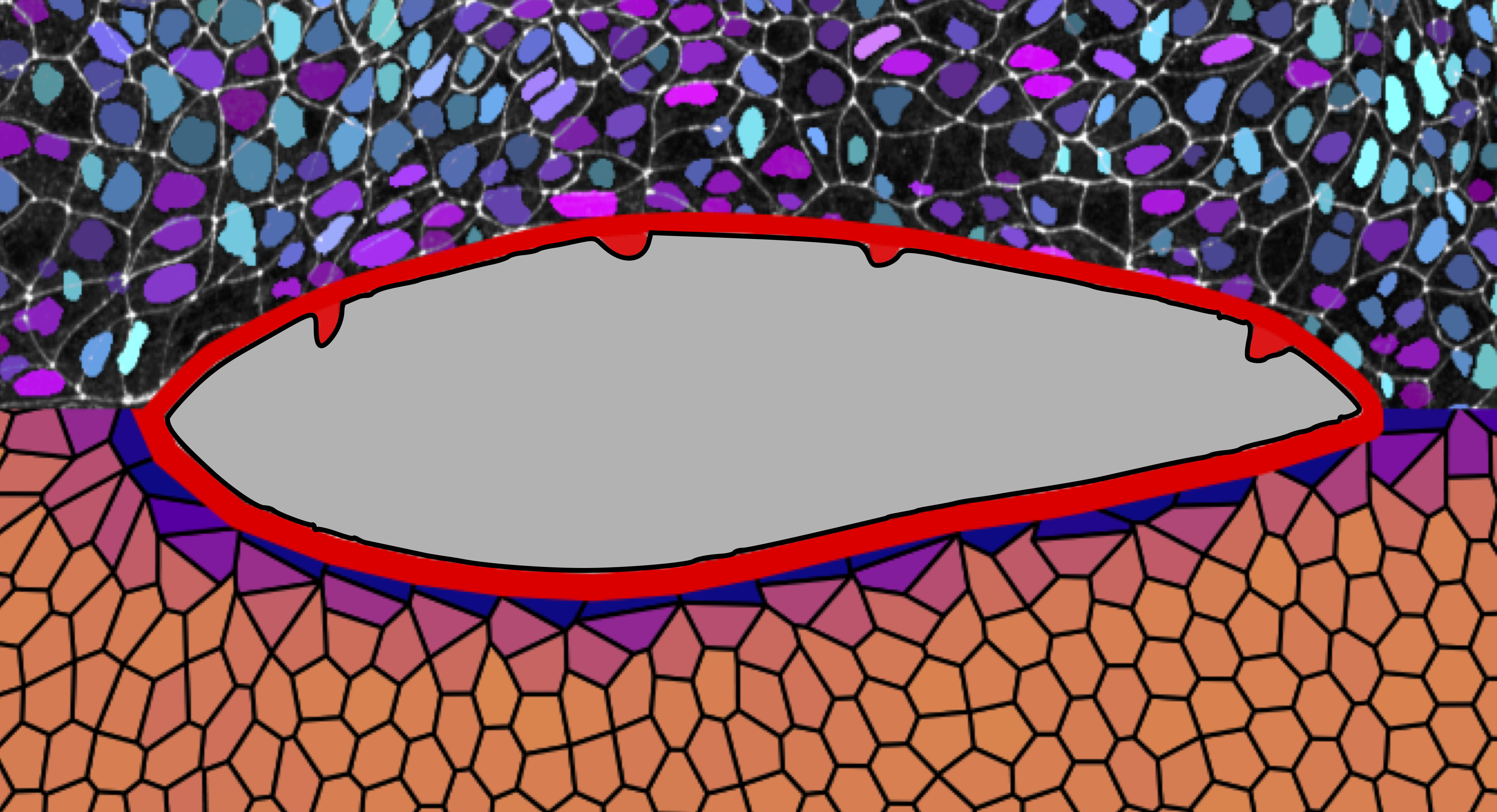 Perez-Verdugo et al Current Biology 2026