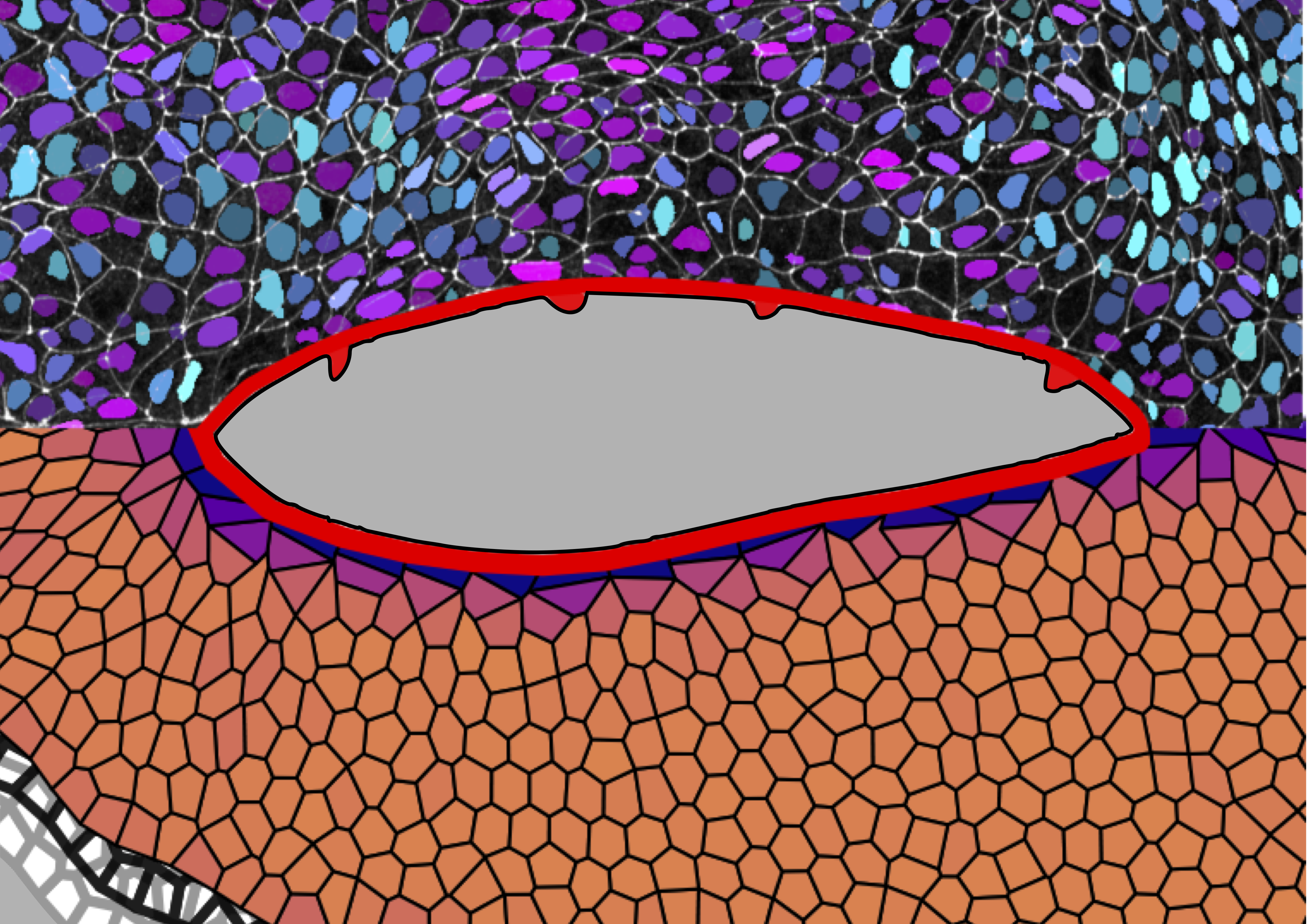 Hindbrain neuropore morphogenesis